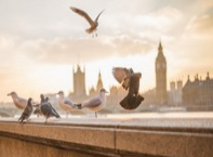 好未来任命励步事业部董事长吴颖为投资事业部总经理