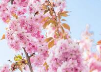 溢米辅导与巨人网校合并，打造K12在线辅导独角兽